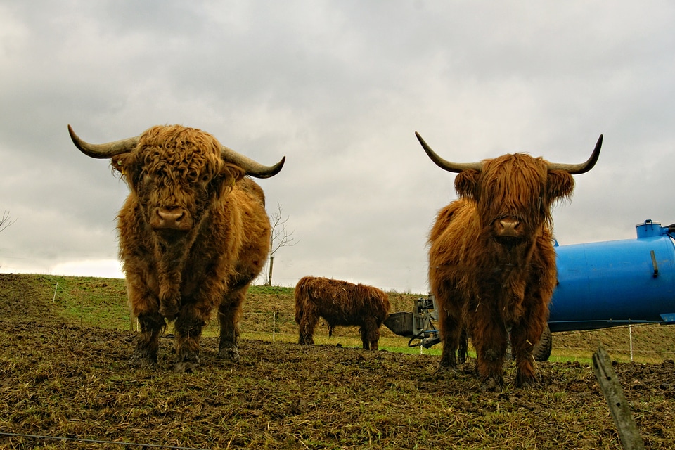Scottish hochlandrind animal scottish highland cattle