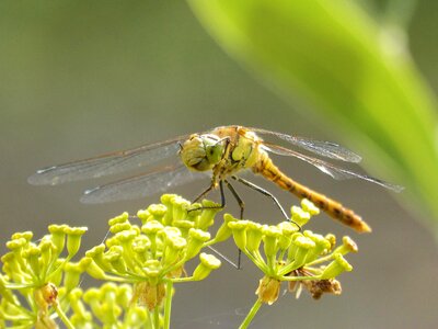 Winged insect cordulegaster boltonii flower photo