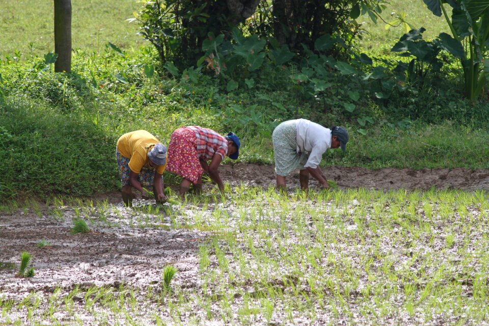 Sri lanka workers gathering
