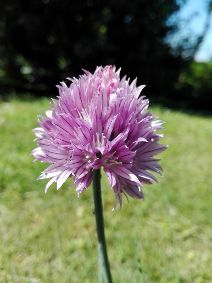 Spring summer flora
