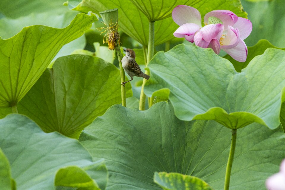 Pond nature flowers
