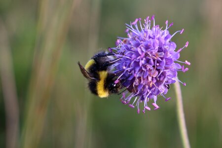 Flower bumblebee bug photo
