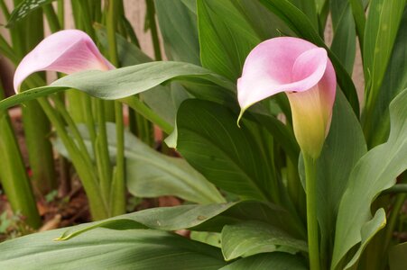 Nature plant nectar