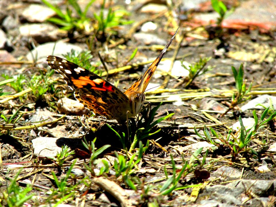 Insect nature wing