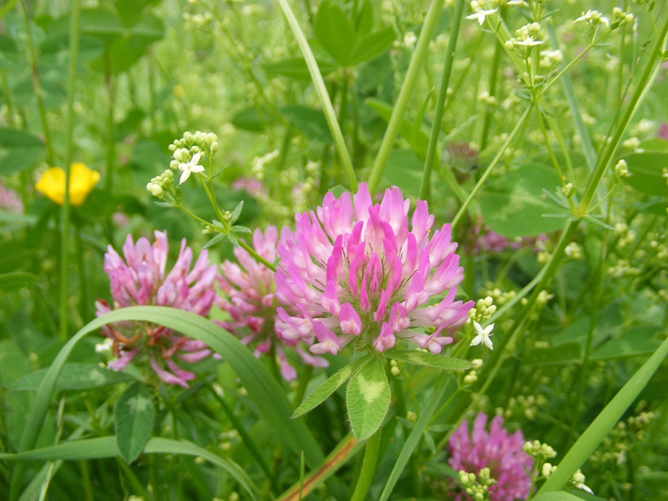 Blossom bloom plant