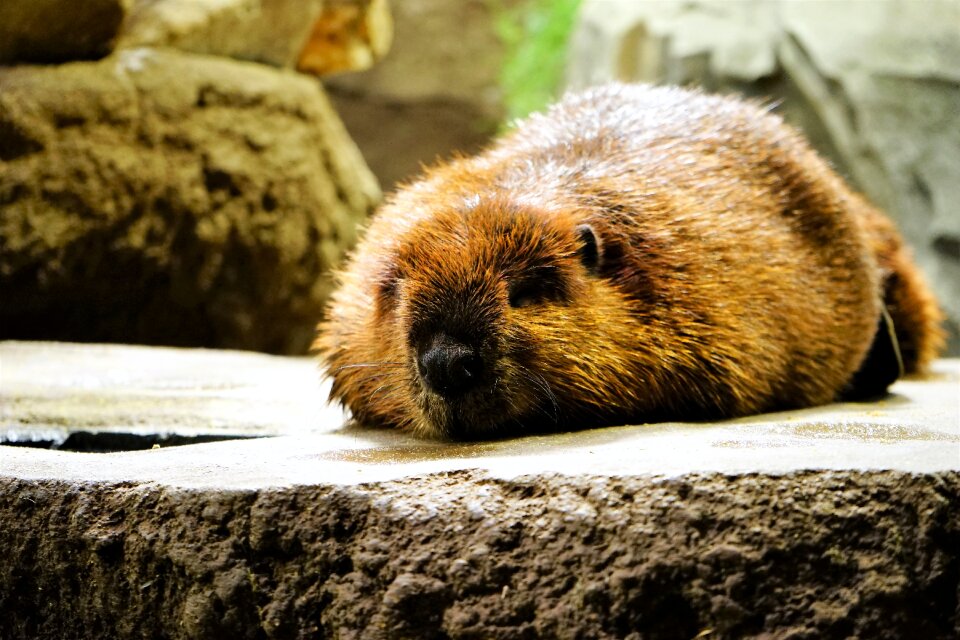 Cute take a nap beaver