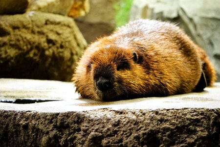 Cute take a nap beaver