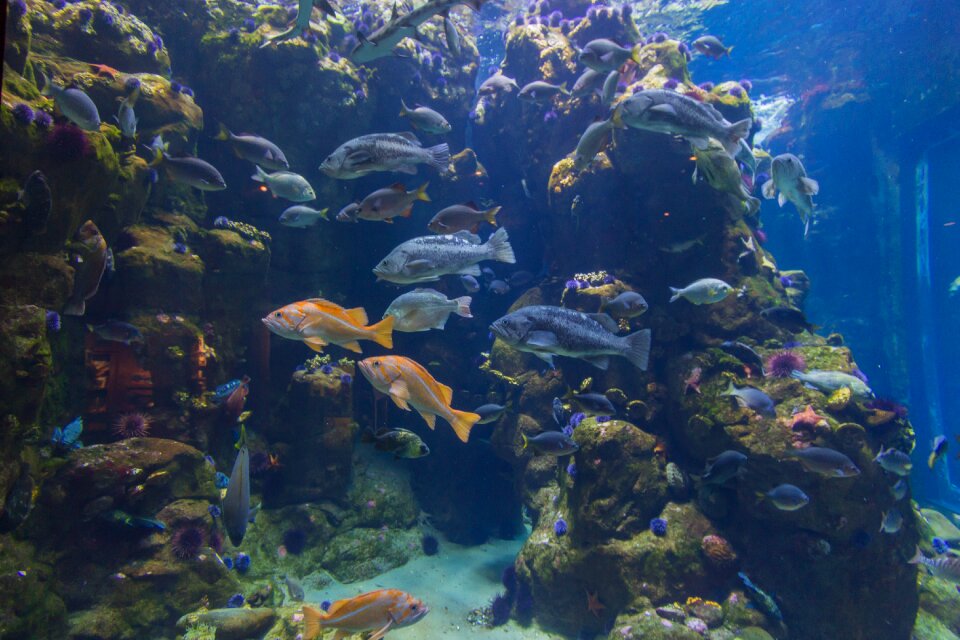 Water ocean underwater