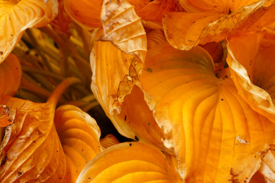 Fall leaves october yellow