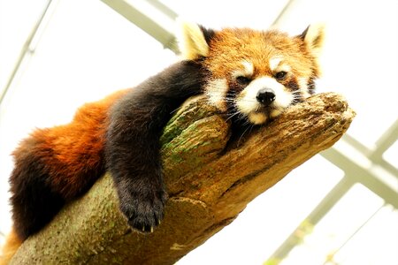 Animal cute grumpy red panda photo