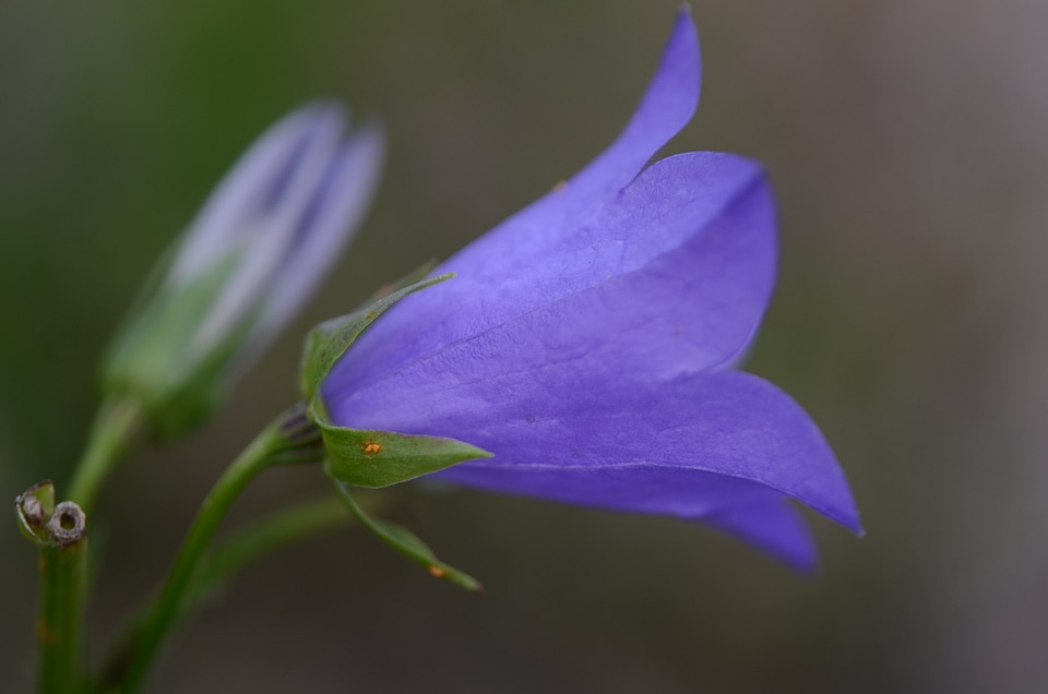 Spring spring flower bloom