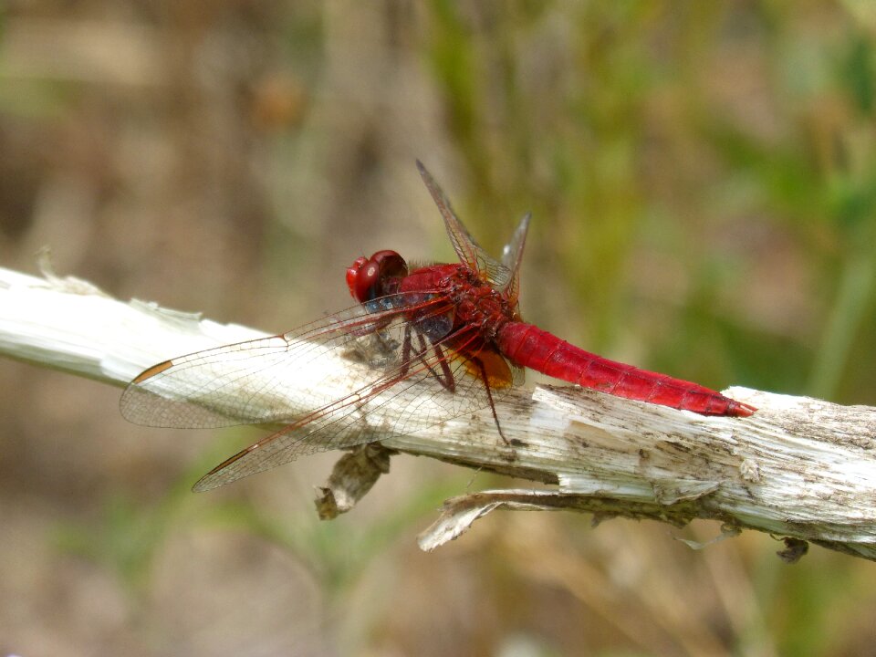 Cane pond sagnador scarlet