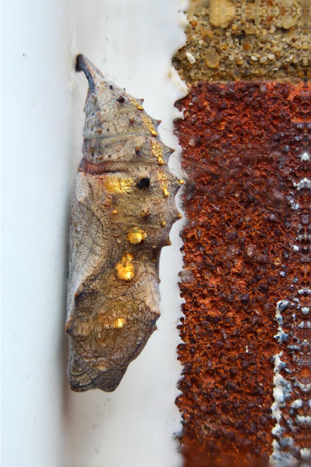 Chrysalis butterfly