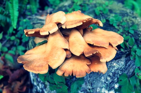 Mushroom mushrooms shiitake mushroom photo