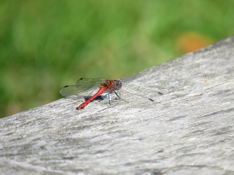 Dragonfly nature insect