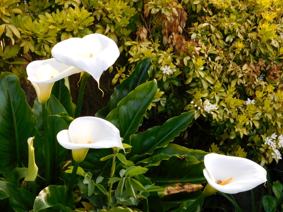 Blossom peace lily white
