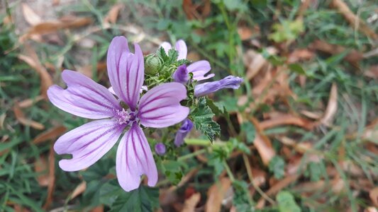 Violet summer nature