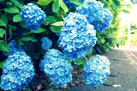 Natural green leaf language of flowers photo