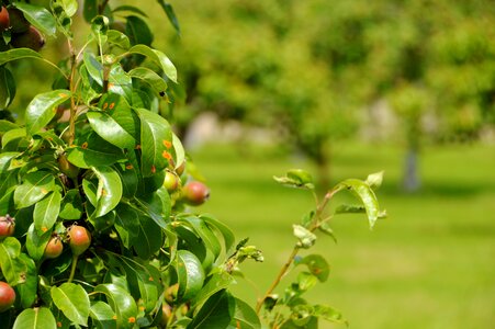 Culture apples green