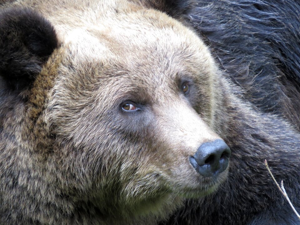 Predator kodiak bears grizzly