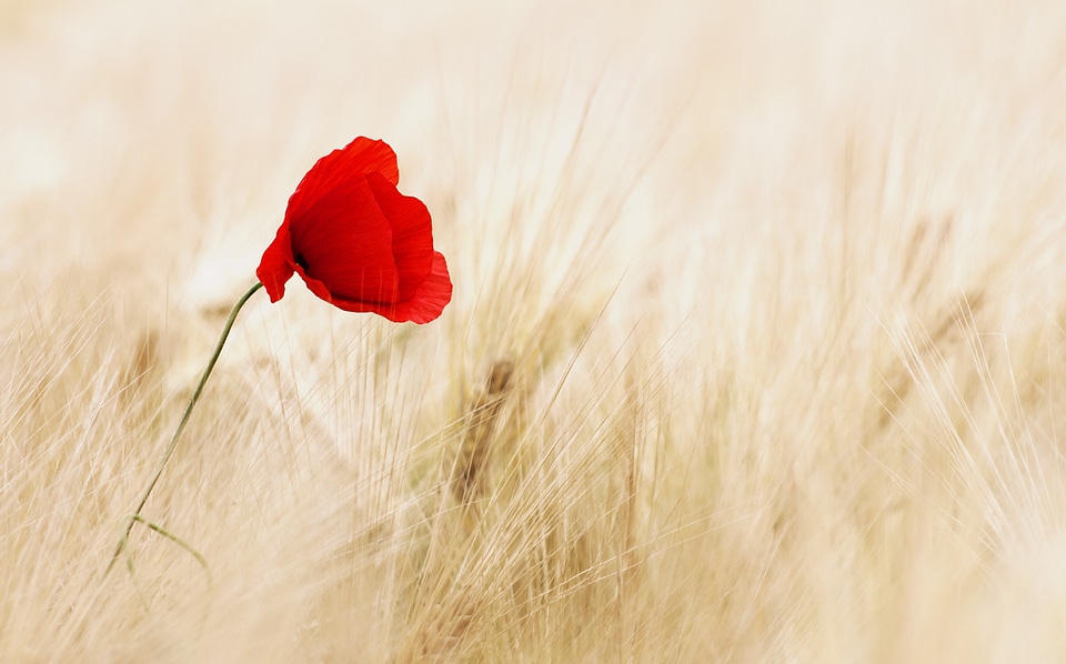 Poppy poppy flower summer