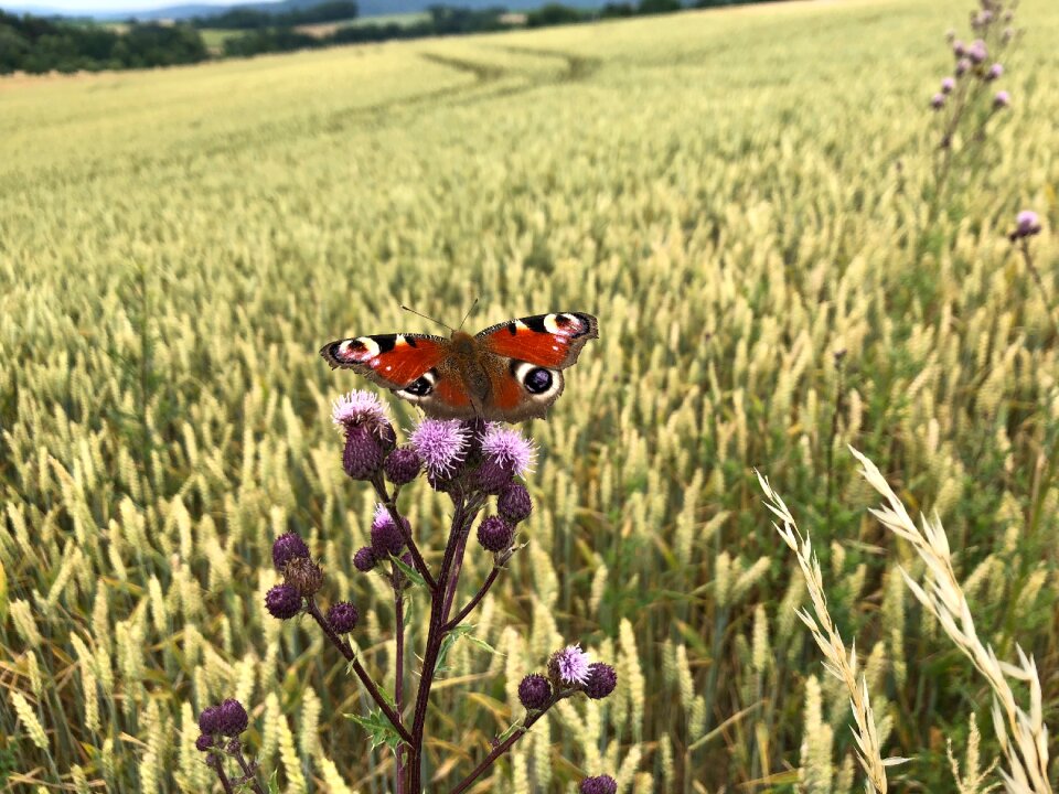 Cornfield thistle summer