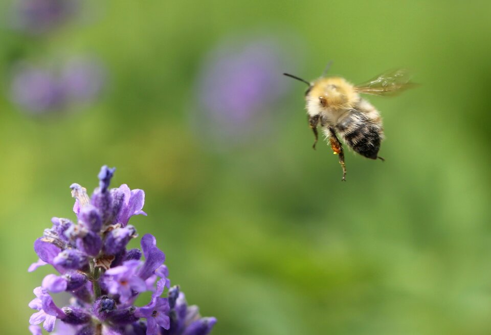 Pollination fragrance flower garden