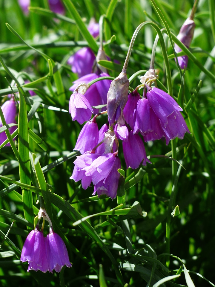 Bloom pink purple