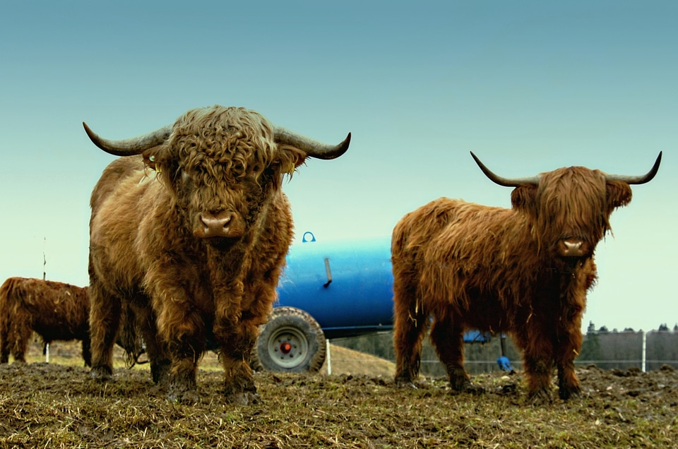 Scottish hochlandrind animal scottish highland cattle