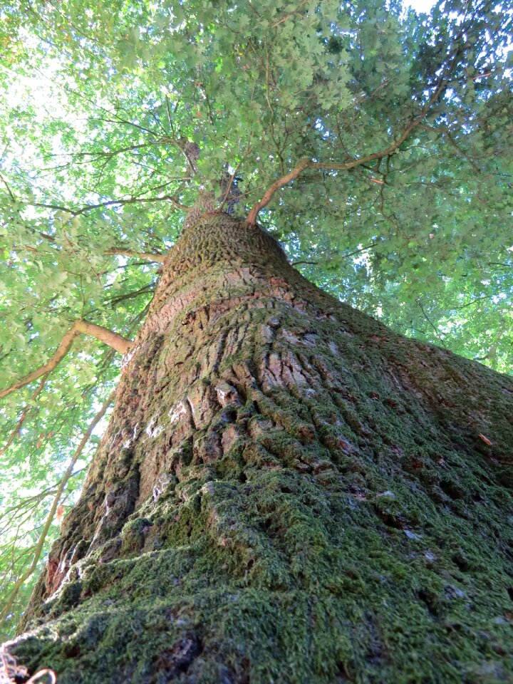 Forest green landscape
