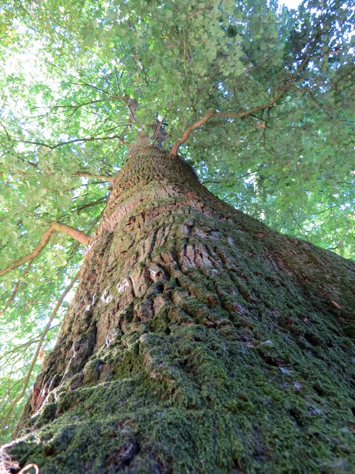 Forest green landscape photo