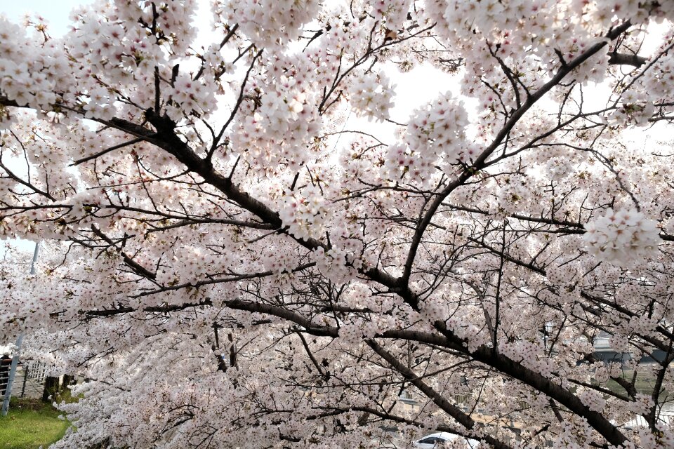 Daegu wood landscape