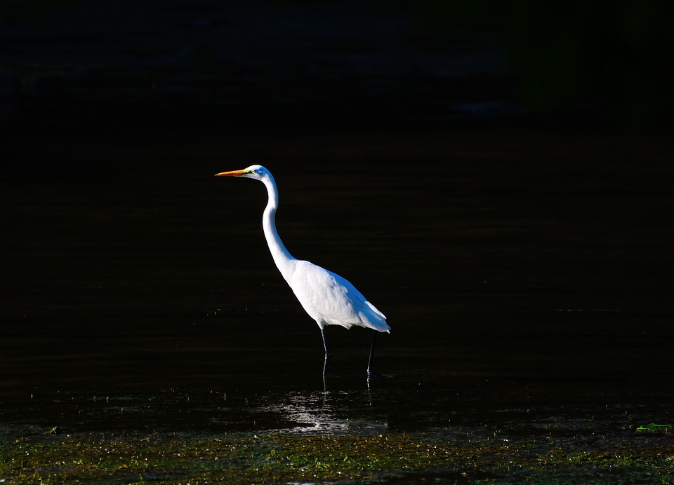 Herons wildlife alone