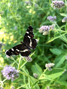 Water mint summer insect