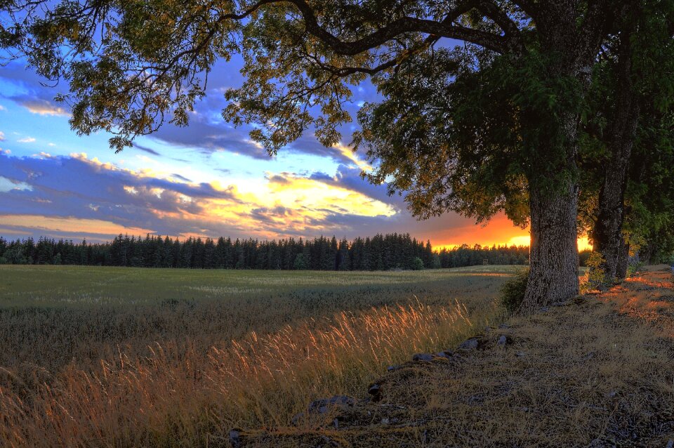 Sweden landscapes tree