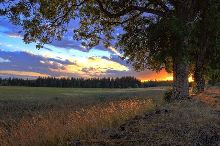Sweden landscapes tree photo