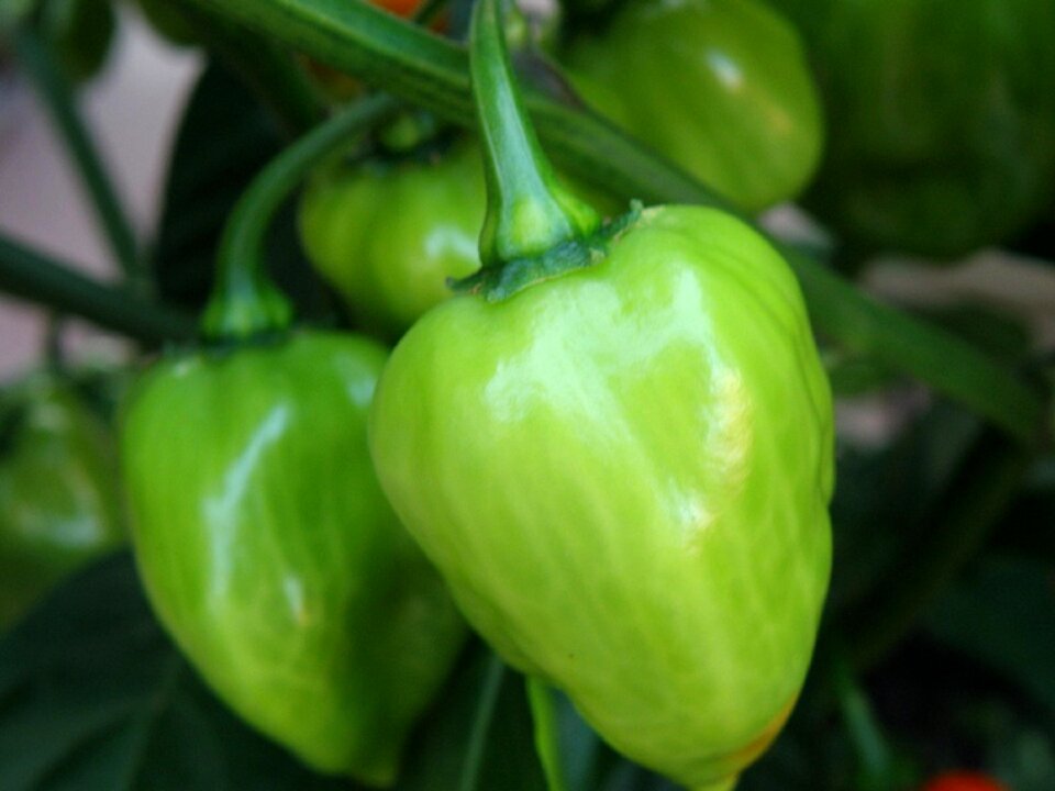 Food healthy vegetarian