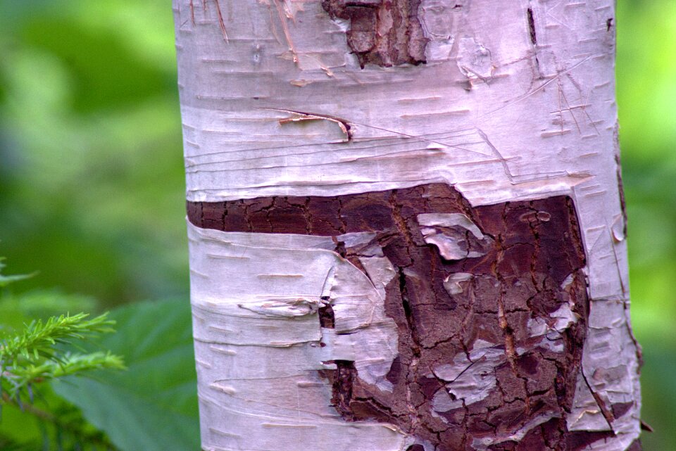 Tree trunk nature