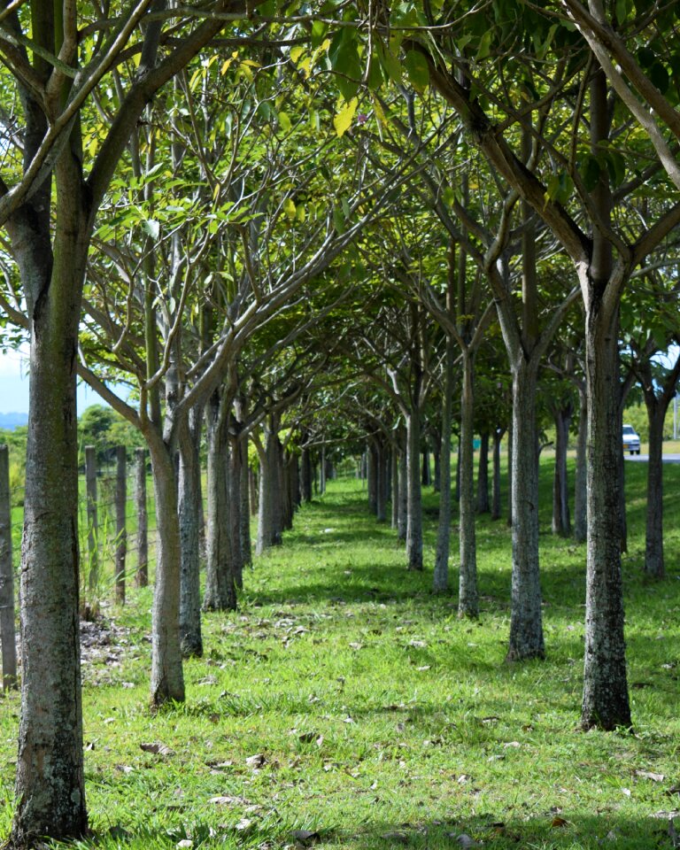 Forest tree green