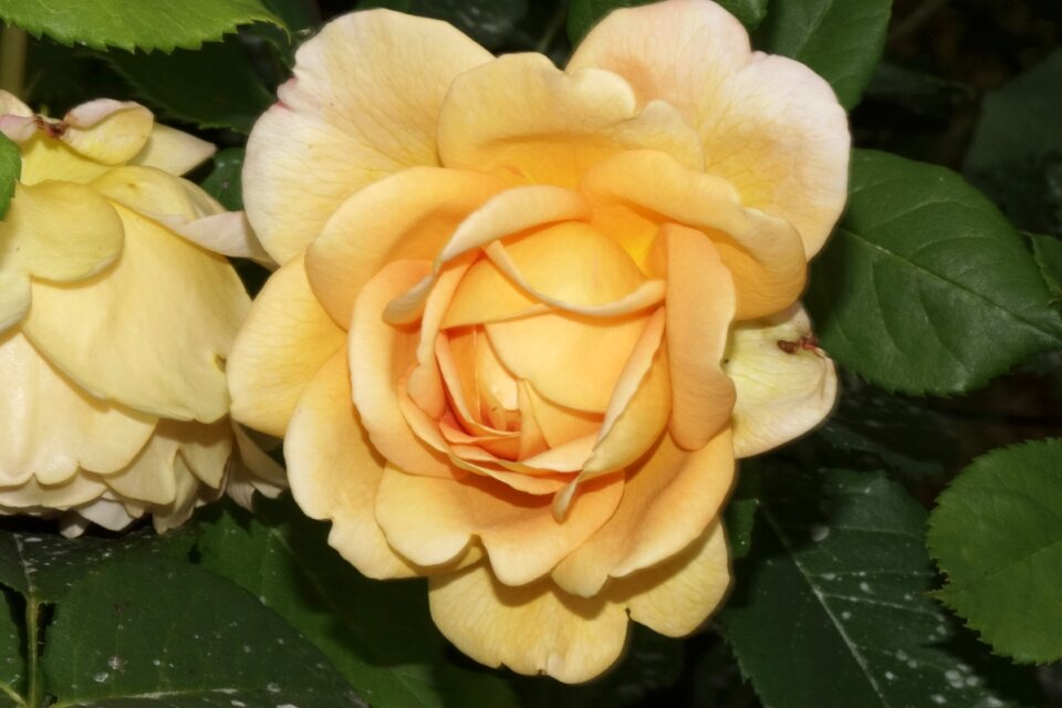 Plant romantic leaves