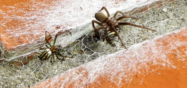 Hunting spiders armenia