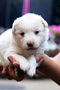 Mammal pet baby photo