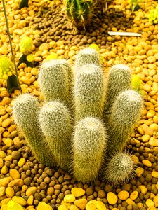 Green nature garden photo