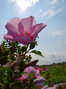 Sky blossom