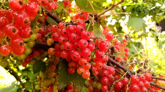 Vegetable garden berry fruit