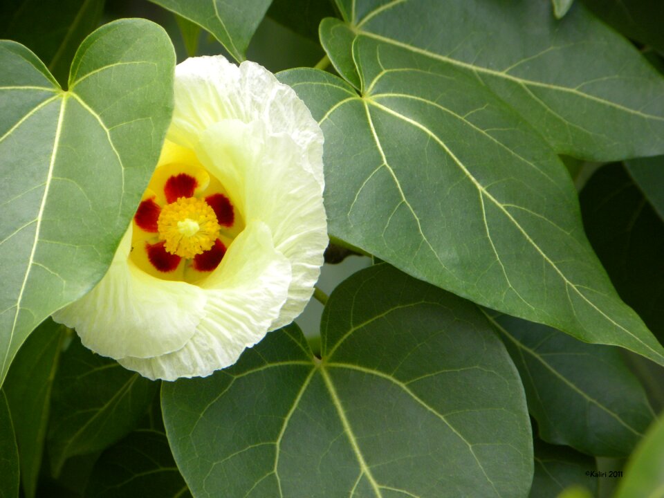 Nature plant garden