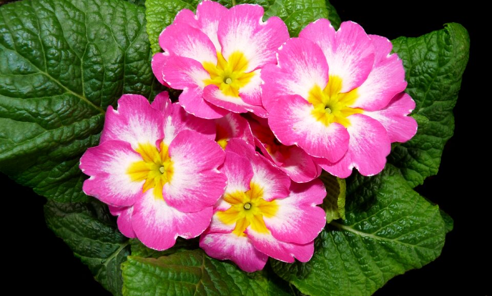 Garden flowers nature