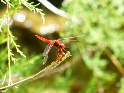 Cane pond sagnador scarlet