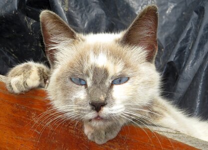 Feline domestic cat armenia photo