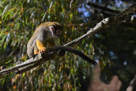 Monkey primate zoo